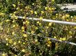 Oenothera hookeri, Evening Primrose, in flower in the Santa Margarita nursery garden. - grid24_24