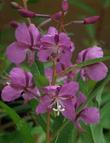 Epilobium angustifolium, Fireweed, emerges thickly after forest fires, at higher elevations in California.