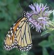 Monardella villosa, Coyote Mint,  with a Monarch Butterfly