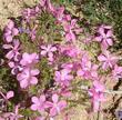 Aaahhh! Here is the very lovely Leptodactylon californicum, Prickly Phlox, which emerges and delights us for such a short time in the spring!