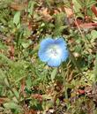 Baby Blue Eyes needs bare ground and ants to grow. The weeds have been forcing it out here.