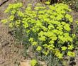 Eriogonum umbellatum, Sulfur Flower makes a small ground cover at the Santa Margarita Nursery
