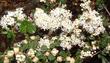 Ceanothus Snowball flowers