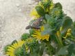 Grindelia stricta venulosa,  Coastal Groundcover Gum Plant with butterfly.