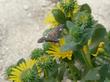 Grindelia stricta venulosa,  Coastal Groundcover Gum Plant with butterfly. - grid24_24