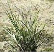 Elymus cinereus. great basin wildrye, basin wildrye, giant wildrye - grid24_24