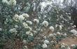 Ceanothus crassifolius in flower in the wild south of Corona - grid24_24