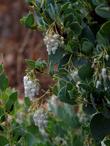 Arctostaphylos glauca, Ramona Big Berry Manzanita