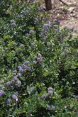 Ceanothus gloriosus Heart's desire makes a great small mounding groundcover. Excellent as a sidewalk border or if up against a wall,as shown here,  foundation plant.
