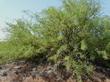 Prosopis glandulosa torreyana, Honey Mesquite - grid24_24