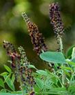 Amorpha fruticosa L. Indigo bush or False Indigo Bush flowers