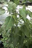 Populus angustifolia Mammoth Narrow Leaf Cottonwood - grid24_24