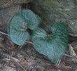 Asarum hartwegii Marbled  Wild Ginger
