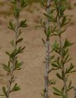 Desert almond, Prunus fasciculata