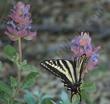 The Pale Swallowtails like Rose sage flowers - grid24_24