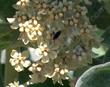 Asclepias eriocarpa Monarch Milkweed, woollypod milkweed, Indian milkweed, and kotolo