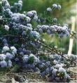 Ceanothus purpureus