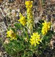 Lupinus densiflorus aureus, Golden lupine