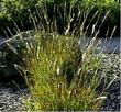 Bothriochloa barbinodis Cane Bluestem - grid24_24