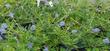 This was a photo of some of the gallons stock in the nursery. How many native plants are under the foliage?