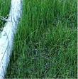 Equisetum kansanum (laevigatum), Dwarf Horsetail, grows in wet places, and formerly was used to scour pots and pans. 