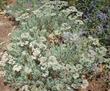 Eriogonum arborescens, Santa Cruz Island Buckwheat next to Salvia clevelandii