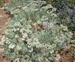 Eriogonum arborescens, Santa Cruz Island Buckwheat next to Salvia clevelandii - grid24_24