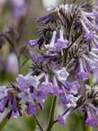 Turricula parryi PoodleDog Bush flowers are used by hummingbirds and native bees - grid24_24