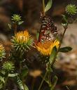 Grindelia camporum, Giant Gum Plant, with its resinous personality, is still loved by butterflies. 