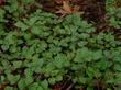 Satureja mimuloides bush without the flowers.