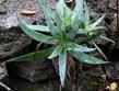 Dudleya lanceolata - lanceleaf liveforever, Southern California dudleya growing out of wall - grid24_24