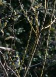 Salix lasiolepis, Arroyo Willow with a young Yellow Rumped Warbler. - grid24_24