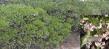 Howard McMinn manzanita can be used a low hedge, or foundation plant.