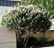 Aesculus californica, Buckeye, in full bloom, with the lower leaves pruned, at California Polytechnic State University, San Luis Obispo, California.  - grid24_24