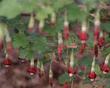 Ribes roezlii, Sierra Gooseberry, is a showy, wide-ranging gooseberry, of the California mountains. 