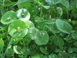 Montia perifoliata Miner's Lettuce