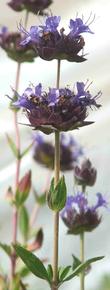Salvia Carl Neilsen flowers