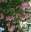 The flowers on Baby Bear manzanita bush can best be described as delicious. - grid24_24