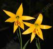 Here is a very old photo of Lilium parryi, Lemon Lily. - grid24_24