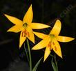 Here is a very old photo of Lilium parryi, Lemon Lily.