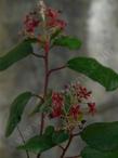 Ribes viburnifolium,  Evergreen Currant flower clusters  like fire works