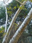 In this photo you can see the pattern of the bark of a Platanus racemosa, California Sycamore, growing in Arroyo Grande, California.  - grid24_24