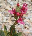 Penstemon newberryi, Mountain Pride flowers.