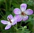 Geranium californicum, California Geranium, is a very beautiful mountain perennial, that will also grow at lower elevations. 