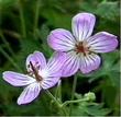 Geranium californicum, California Geranium, is a very beautiful mountain perennial, that will also grow at lower elevations.  - grid24_24