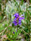 Penstemon rydbergii var. oreocharis, Meadow Penstemon - grid24_24