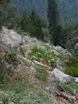 Sambucus caerulea, Blue Elderberry in the Sierras at about 7000 feet. The red is Penstemon rostriflorus. - grid24_24