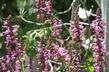 Stachys chamissonis Magenta Butterfly Flower