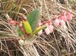 This closeup photo of Gaultheria shallon, Salal, shows the pink, urn-shaped flowers and the leaves.