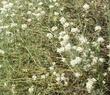 In this photo you can see more detail of the flowers of Lepidium fremontii, Desert Alyssum.
